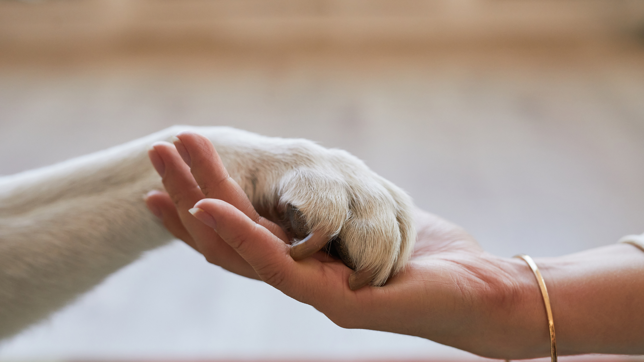 pet therapy to reduce chronic pain